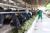 Tay Ninh expands technology application in livestock farming